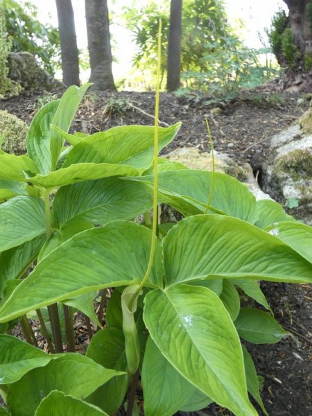 Arisaema ringens spadix  14 - small.jpg