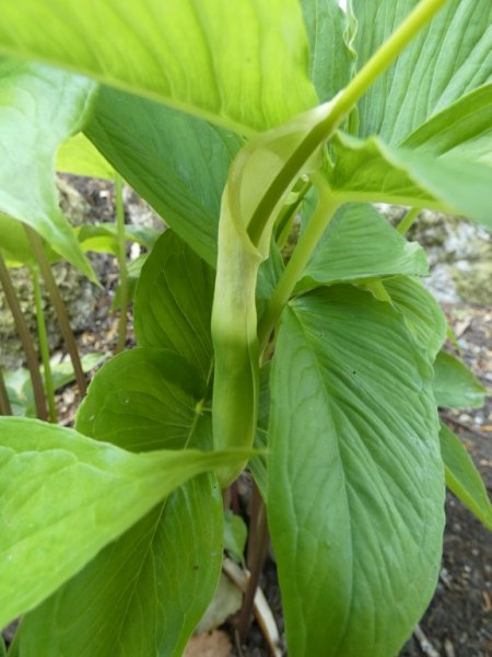 Arisaema ringens spadix  18 - small.jpg