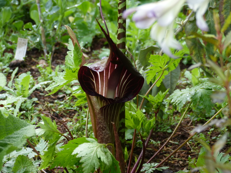 Arisaema speciosum 1.JPG