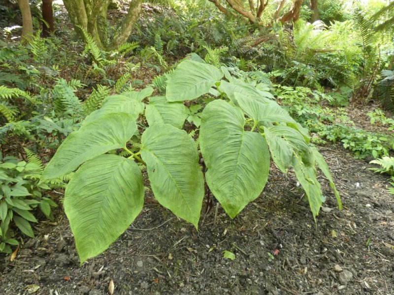 Arisaema speciosum var Mirabile (Indian Cobra Lily)  01 - small.jpg