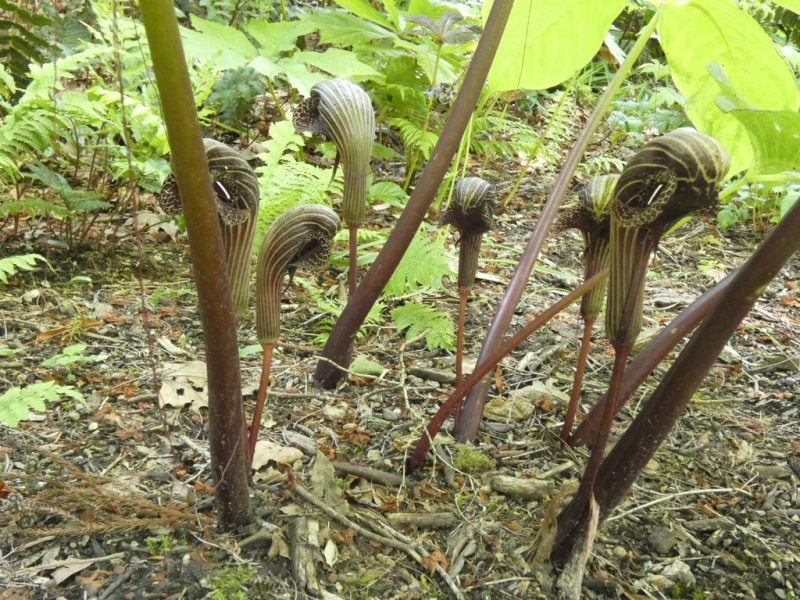 Arisaema speciosum var Mirabile (Indian Cobra Lily)  02 - small.jpg