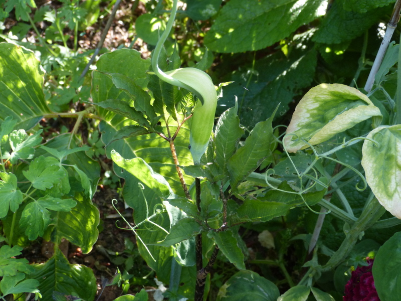 Arisaema tortuosum 2017 a.JPG