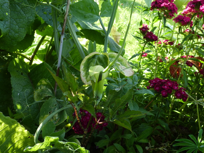 Arisaema tortuosum 2017b.JPG