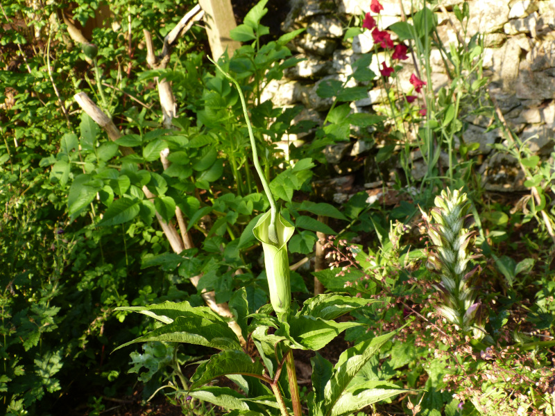 Arisaema tortuosum.JPG