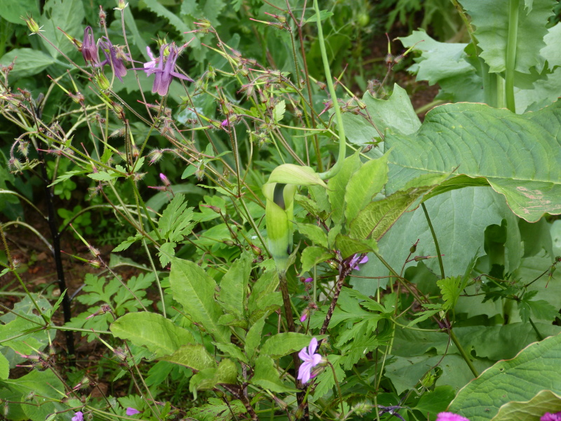 Arisaema tortuosum.JPG