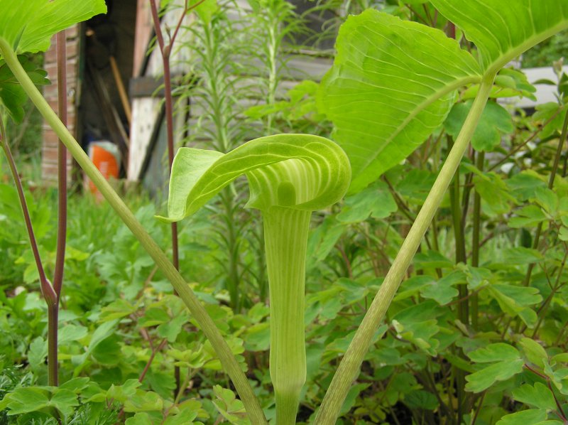 Arisaema triphyllum (1).JPG