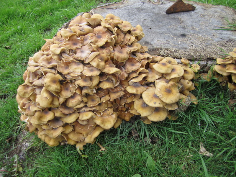 ARMILLARIA  HONEY  FUNGUS 30-09-2010 15-09-33.JPG