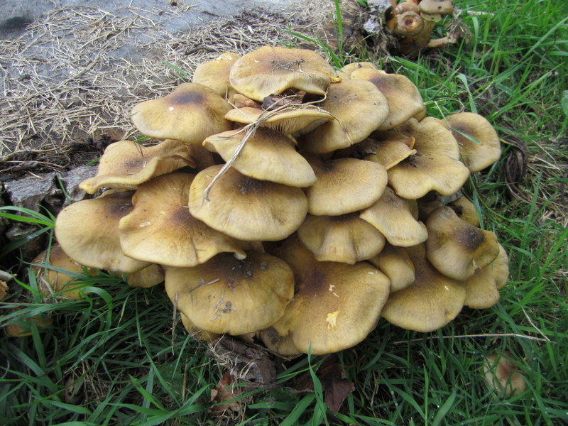 ARMILLARIA  HONEY  FUNGUS 30-09-2010 15-09-44.JPG