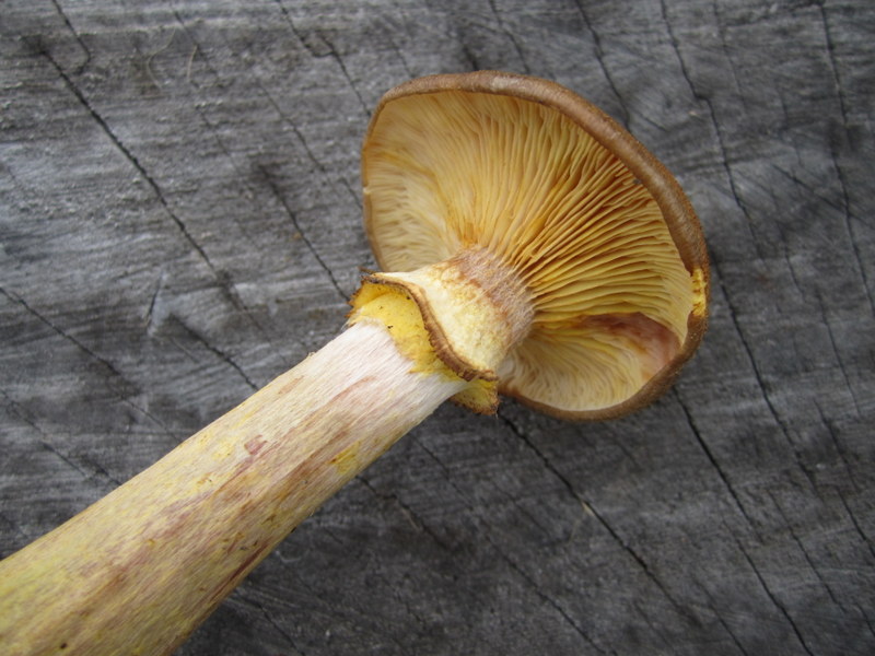 ARMILLARIA  HONEY  FUNGUS 30-09-2010 15-10-08.JPG