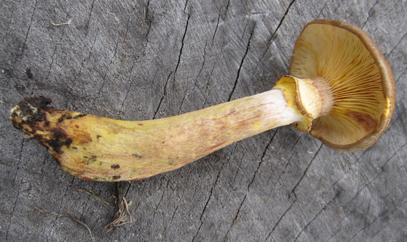 ARMILLARIA  HONEY  FUNGUS 30-09-2010 15-10-28.jpg