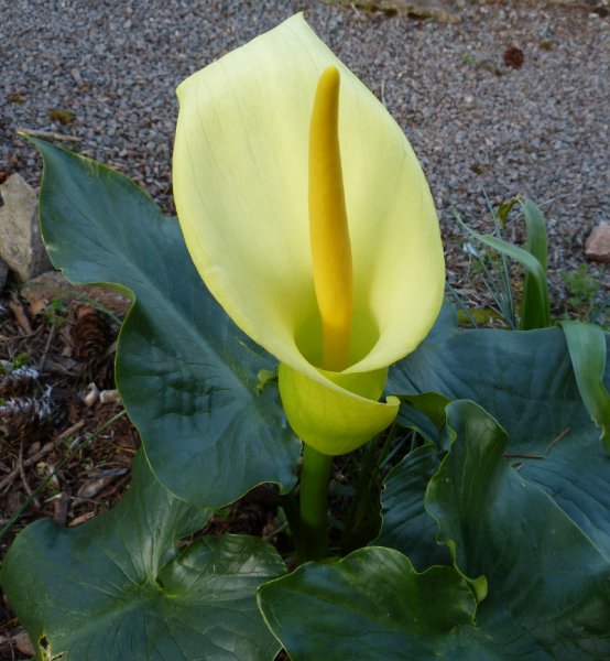 Arum creticum 3.JPG