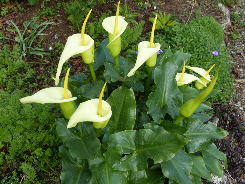 Arum creticum.JPG