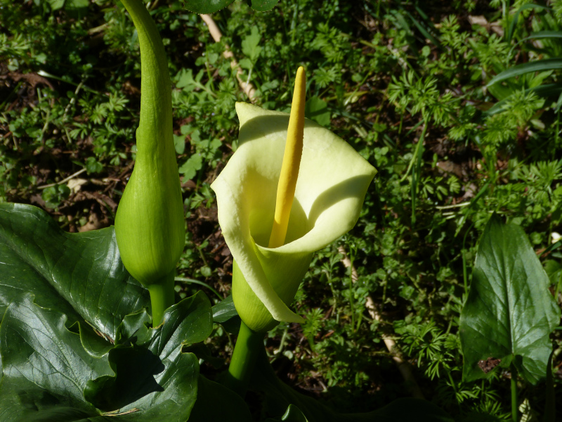 Arum creticum.JPG