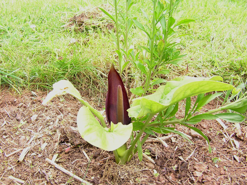 Arum elongatum 1.JPG