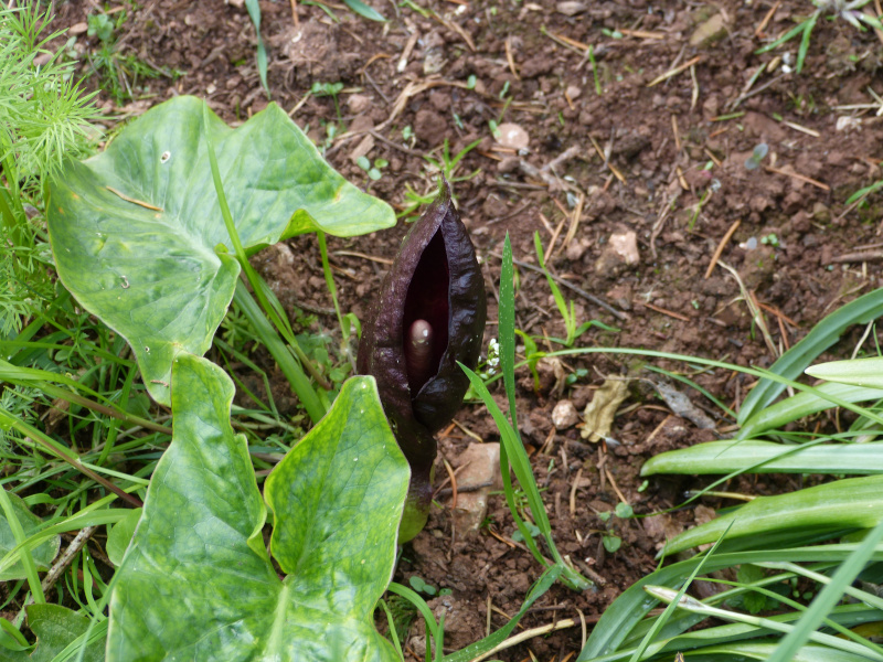 Arum elongatum.JPG