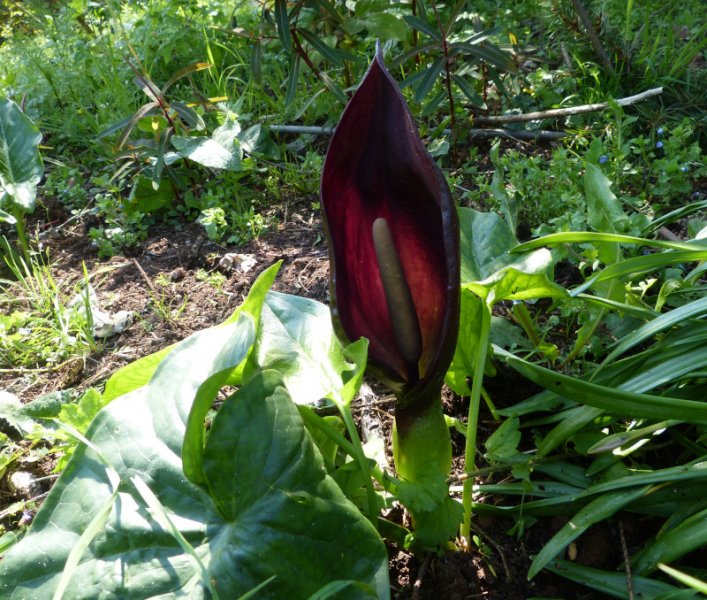 Arum elongatum.JPG