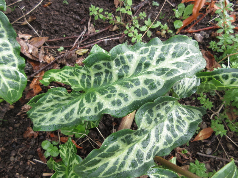 ARUM  ITALICUM 04-10-2021 15-38-46.JPG