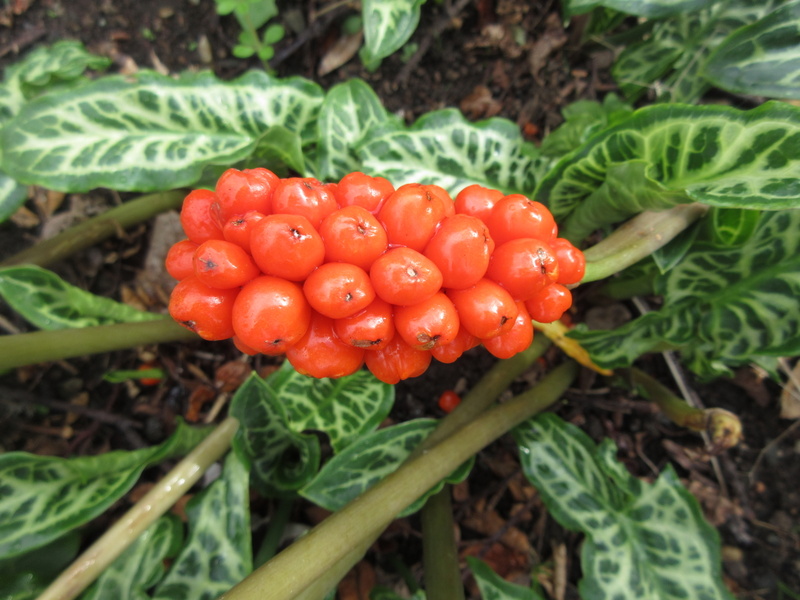 ARUM  ITALICUM 04-10-2021 15-39-00.JPG