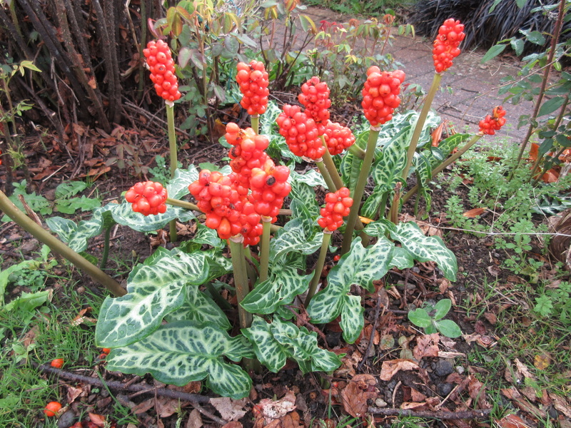 ARUM  ITALICUM 04-10-2021 15-39-13.JPG