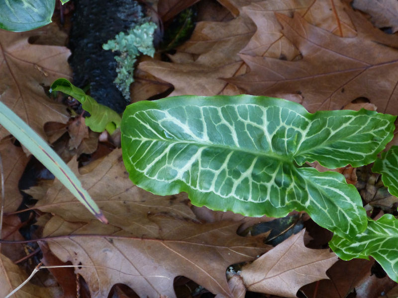 Arum italicum 1.JPG