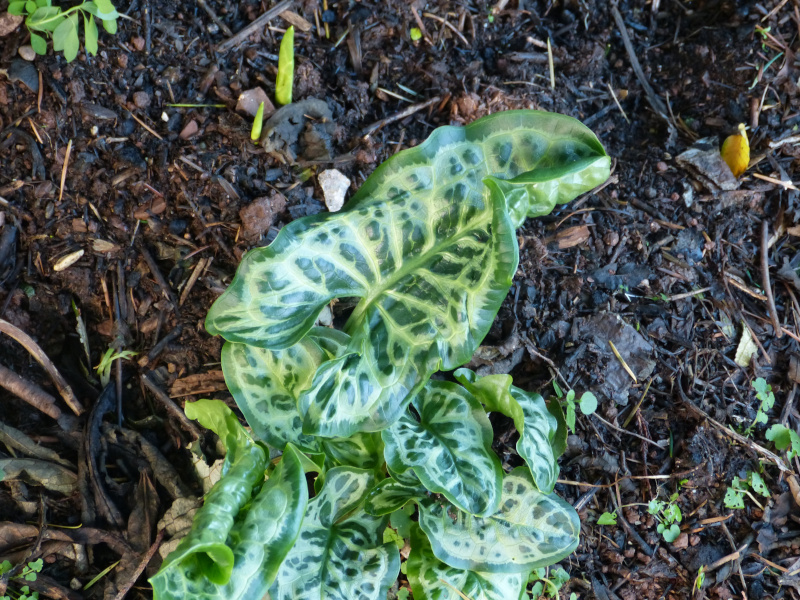 Arum italicum 2.JPG