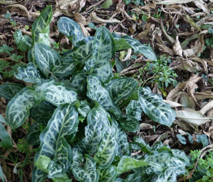 Arum italicum 2.JPG