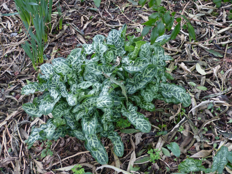 Arum italicum 2.JPG