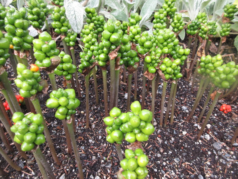 ARUM  ITALICUM 22-07-2023 16-42-48.JPG