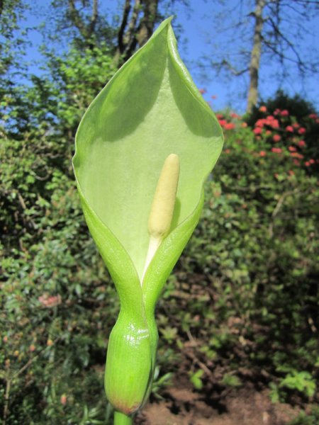 ARUM  ITALICUM 23-05-2012 15-59-37.JPG