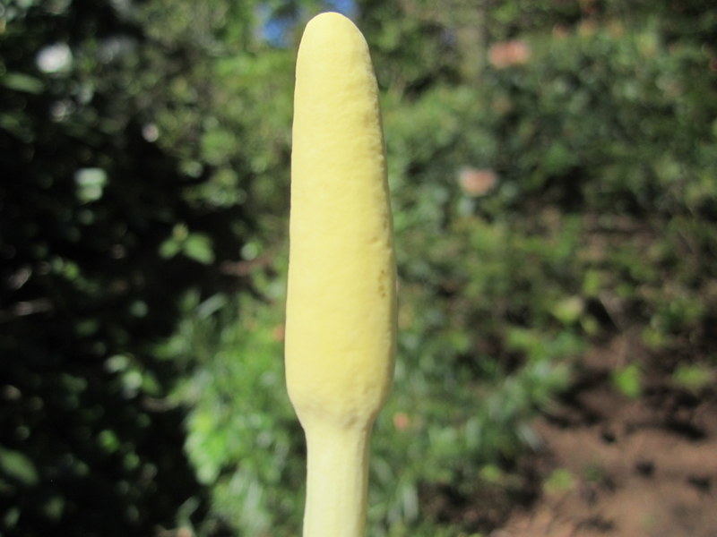 ARUM  ITALICUM 23-05-2012 16-01-32.JPG