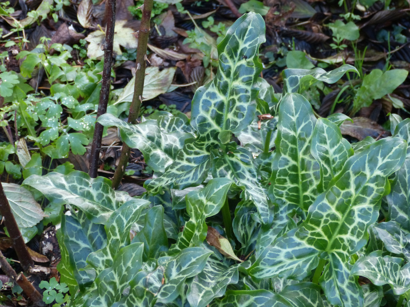 Arum italicum 3.JPG