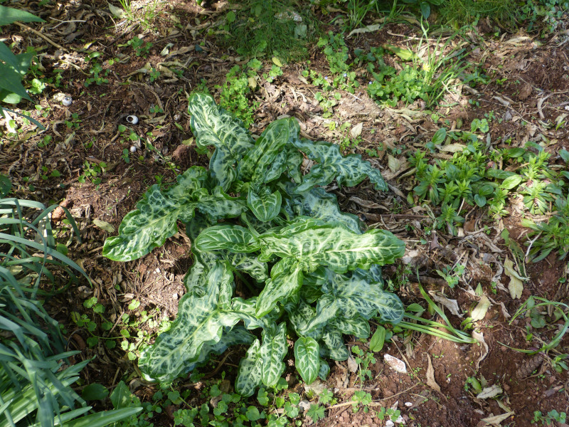 Arum italicum.JPG