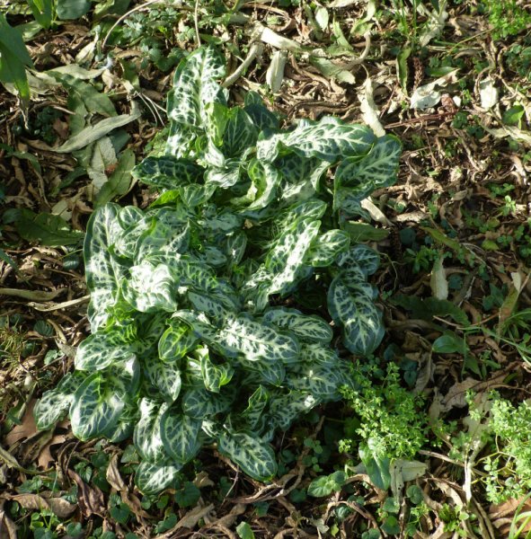 Arum italicum.JPG