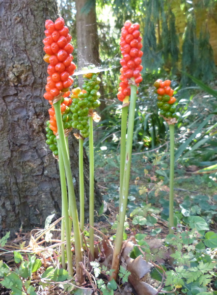 Arum maculatum 1.JPG