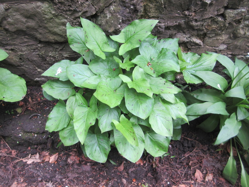 ARUM  MACULATUM  CUCKOO  PINT 15-05-2018 12-23-35.JPG