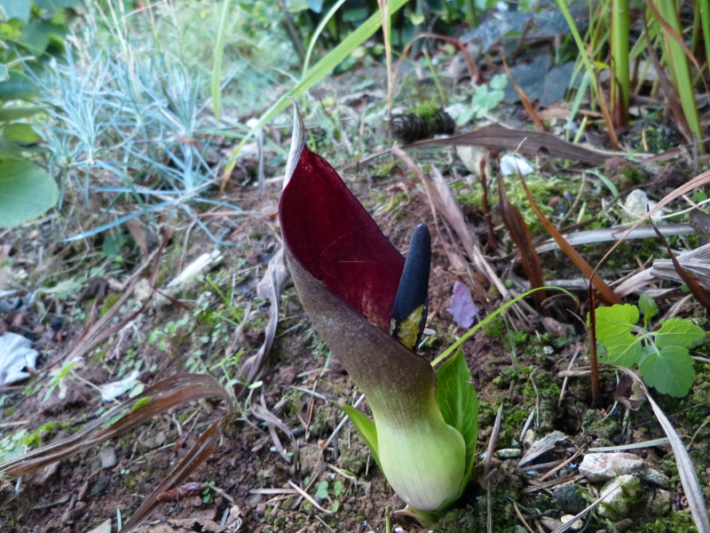 Arum pictum.JPG