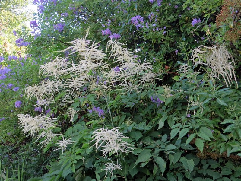 Aruncus (1).jpg