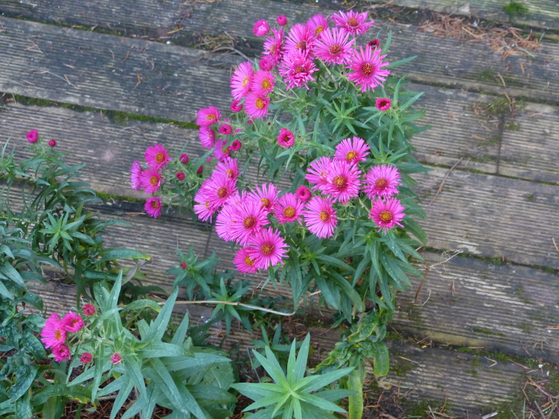 Aster Andenken am Alma Potschke 2.JPG