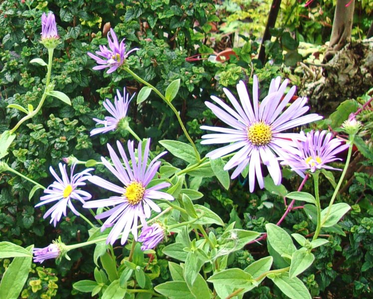 Aster fricartii.jpg