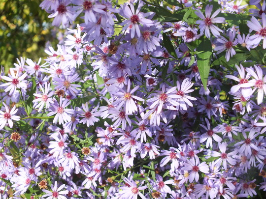 aster little carlow.jpg