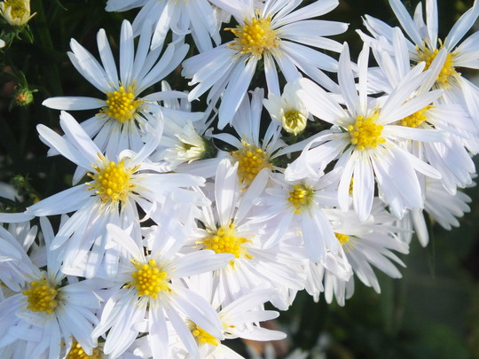 aster novi-belgii 'Apollo'.jpg