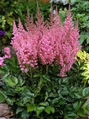 astilbe.jpg