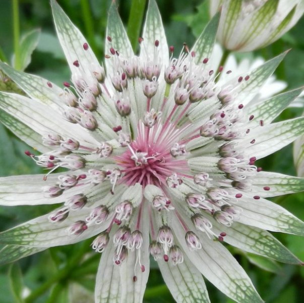 astrantia 2.jpg