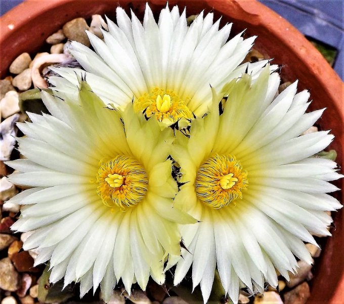 Astrophytum myriostigma.JPG