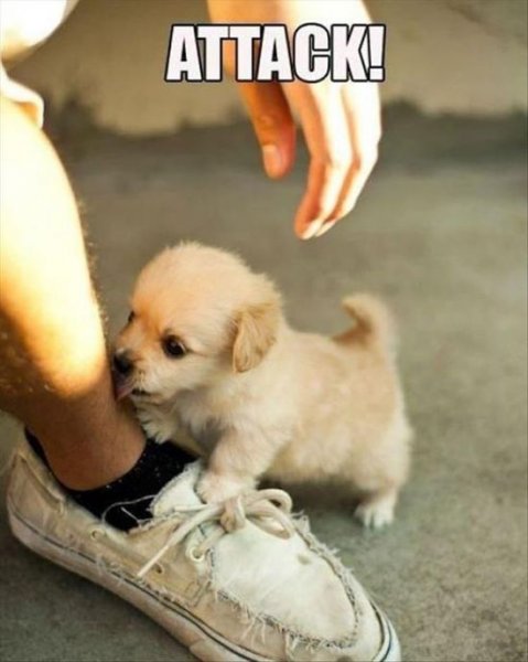 Attack puppy.jpg