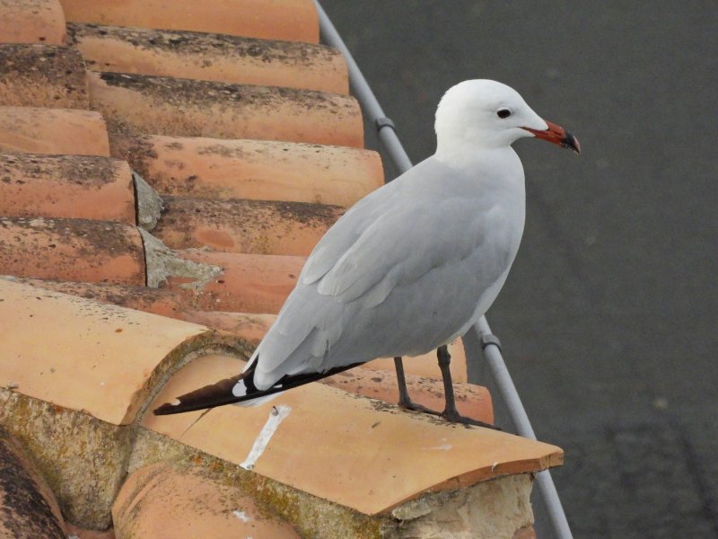 Audouin's Gull (9).JPG