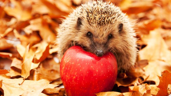 autumn-animal-quiz_00025.jpg