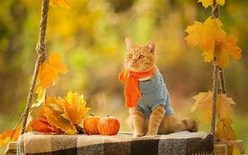 Autumn Cat.jpeg