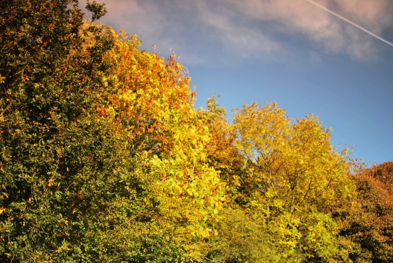 Autumn-Colours.jpg