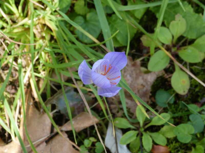 Autumn crocus 1.JPG